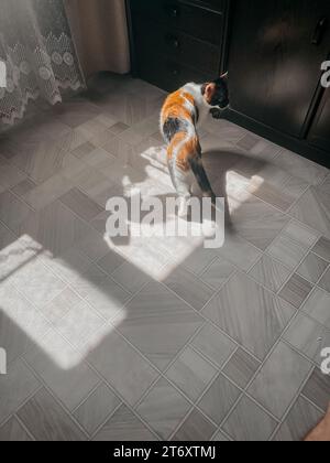 the cat is lying on the floor in the room under the rays of the sun. Stock Photo
