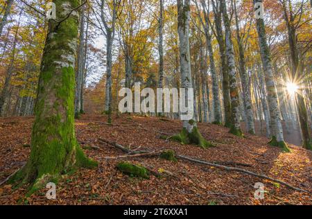 Sun setting with sunlight and sunrays filtering through beech forest canopy with autumn foliage Stock Photo