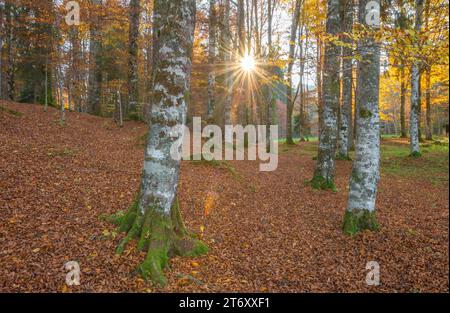 Sunlight filtering through autumnal canopy in a magical birch tree forest in Italy. Sun setting with glowing sunrays visible through fall vegetation Stock Photo