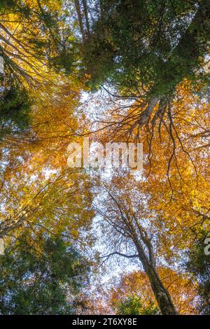 Autumnal forest canopy, looking up at the tree tops in full fall colours. Autumn vegetation in the Cansiglio woods of Italy Stock Photo