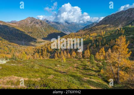 Mountain slopes carpeted in autumnal larches turned yellow. Larch forests in autumn in the Laagorai mountains of Italy. Stock Photo