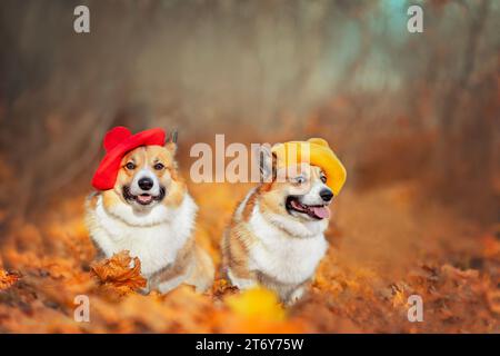 two twin corgi dogs in berets are sitting in the autumn park among the golden fallen leaves Stock Photo