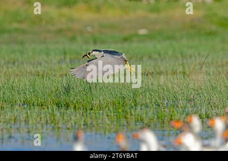 Black-crowned Night Heron (Nycticorax nycticorax) carrying its prey frog. Karatas Lake, Burdur, Turkey. Stock Photo