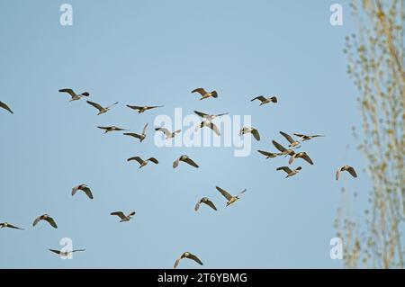 Black-crowned Night Heron (Nycticorax nycticorax) flying in the sky. Stock Photo