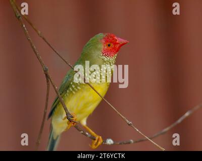 Diminutive lively Star Finch in outstanding beauty. Stock Photo