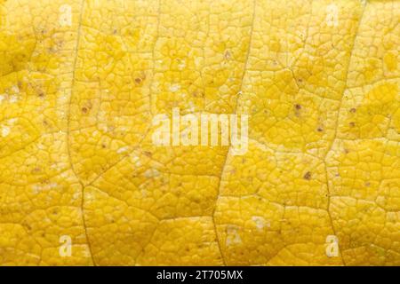 Solid yellow organic background from a senescing soybean leaf, inidicating autumn has arrived. Stock Photo