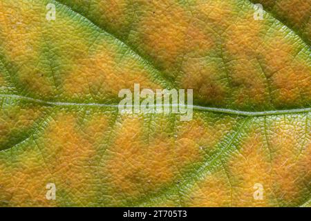 Yellow and green organic background from a senescing soybean leaf, inidicating autumn has arrived. Stock Photo