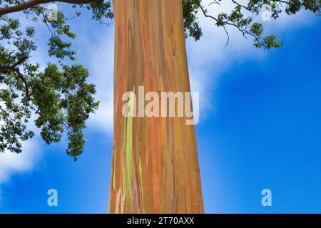 Looking up at a rainbow eucalyptus tree on Maui. Stock Photo