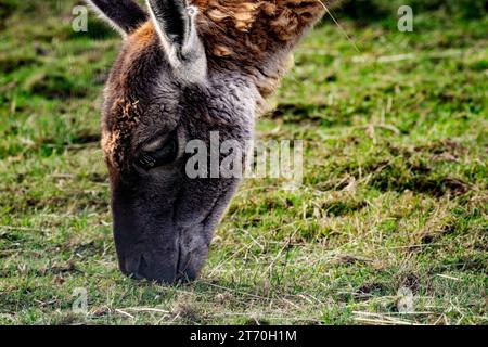 Close up on Lama eating grass Stock Photo