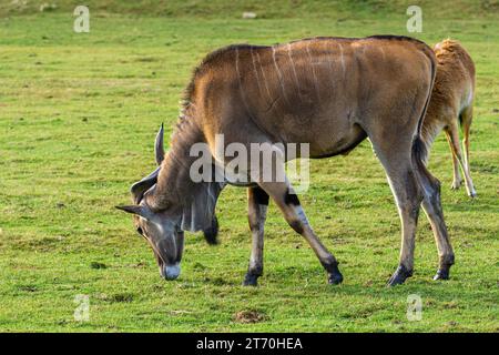 giant eland (Taurotragus derbianus) eating grass Stock Photo