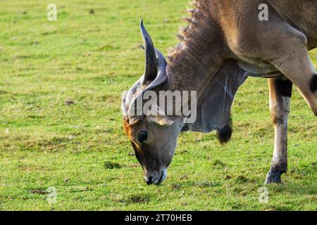 giant eland (Taurotragus derbianus) eating grass Stock Photo