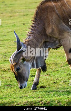 giant eland (Taurotragus derbianus) eating grass Stock Photo