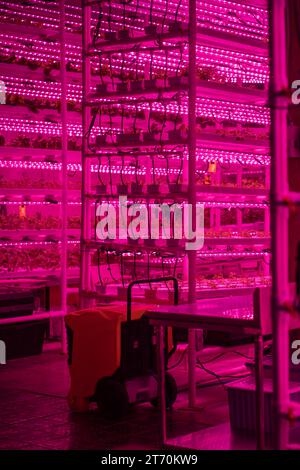 Indoor vertical grow racks full of greens. Hydroponic gardening and ...