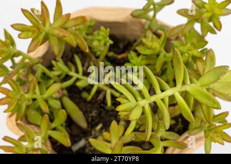 Sedum adolphi stonecrop succulent closeup Stock Photo