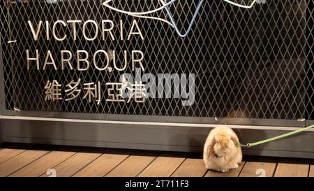 People walking their pet Rabbits along the newly opened Central and Western waterfront promenade, Victoria harbour, Hong Kong, China. Stock Photo