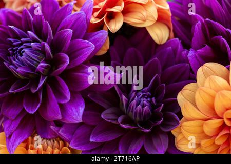 Dahlia blooms background. Colorful dahlia flowers close up. Floral background. Stock Photo