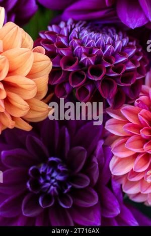 Dahlia blooms background. Colorful dahlia flowers close up. Floral background. Stock Photo