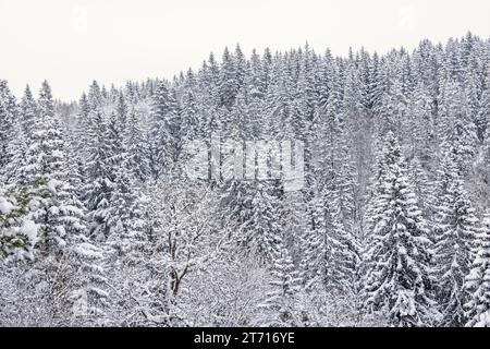 Snowy coniferous forest in a wintry landscape Stock Photo
