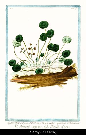 Old illustration of  Marsh Pennywort (Hydrocotyle vulgaris). By G. Bonelli on Hortus Romanus, publ. N. Martelli, Rome, 1772 – 93 Stock Photo