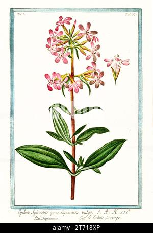 Old illustration of  Common soapwort (Saponaria officinalis). By G. Bonelli on Hortus Romanus, publ. N. Martelli, Rome, 1772 – 93 Stock Photo