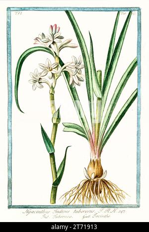 Old illustration of  Common Hyacinty (Hyacinthus orientalis). By G. Bonelli on Hortus Romanus, publ. N. Martelli, Rome, 1772 – 93 Stock Photo