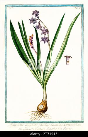 Old illustration of  Common Hyacinty (Hyacinthus orientalis). By G. Bonelli on Hortus Romanus, publ. N. Martelli, Rome, 1772 – 93 Stock Photo