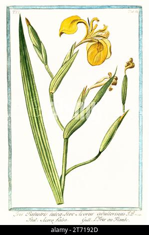 Old illustration of  Yellow Iris (Iris pseudacorus). By G. Bonelli on Hortus Romanus, publ. N. Martelli, Rome, 1772 – 93 Stock Photo