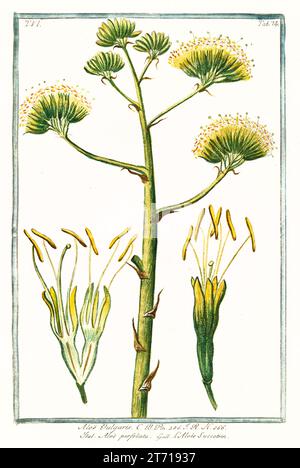 Old illustration of  Sentry plant bloom (Agave americana). By G. Bonelli on Hortus Romanus, publ. N. Martelli, Rome, 1772 – 93 Stock Photo