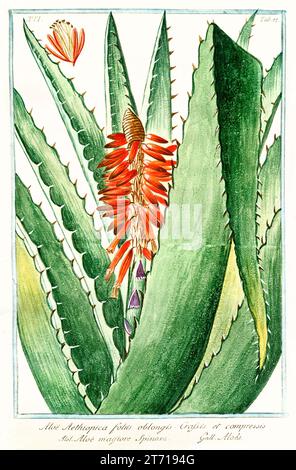 Old illustration of  Aloe aethiopica (?). By G. Bonelli on Hortus Romanus, publ. N. Martelli, Rome, 1772 – 93 Stock Photo