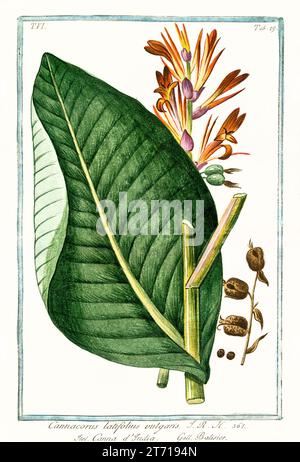 Old illustration of  Indian Shot (Canna Indica). By G. Bonelli on Hortus Romanus, publ. N. Martelli, Rome, 1772 – 93 Stock Photo