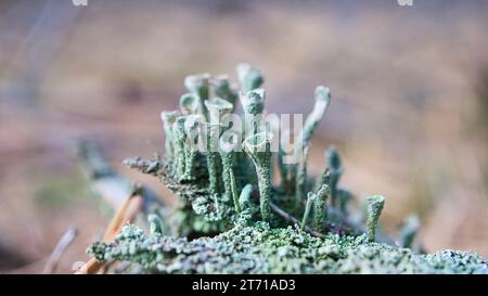 Cup lichenam forest floor. Pine needles and moss. Macro shot from botany. Nature in the forest Stock Photo