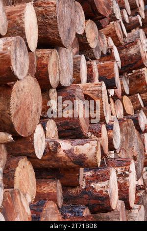 Stacked freshly cut logs. Natural pine wood. Deforestation. Timber industry Stock Photo