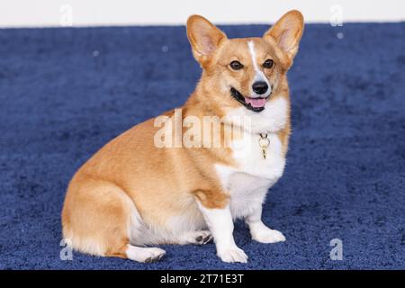 Westwood, United States. 12th Nov, 2023. WESTWOOD, LOS ANGELES, CALIFORNIA, USA - NOVEMBER 12: Ziggy arrives at the Los Angeles Premiere Of Netflix's 'The Crown' Season 6 Part 1 held at the Regency Village Theatre on November 12, 2023 in Westwood, Los Angeles, California, United States. (Photo by Xavier Collin/Image Press Agency) Credit: Image Press Agency/Alamy Live News Stock Photo