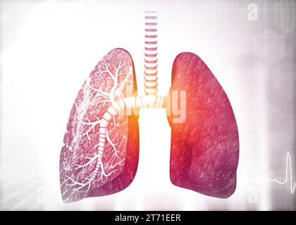 Anatomy of human lungs. 3d render Stock Photo