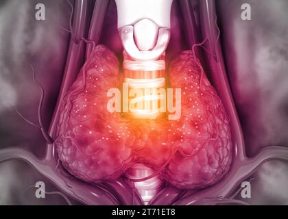 Human thyroid anatomy. 3d illustration Stock Photo