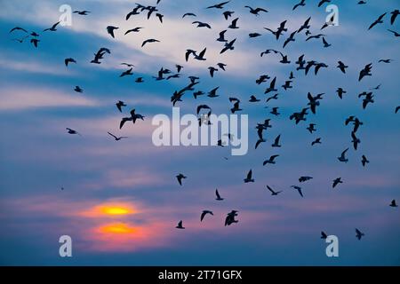 flying flock of seagulls against the backdrop of the setting sun Stock Photo