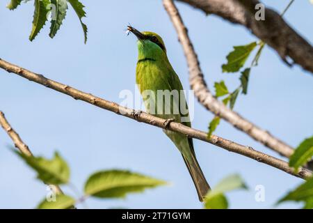 Asian green bee-eater with a bee in its beak. Stock Photo
