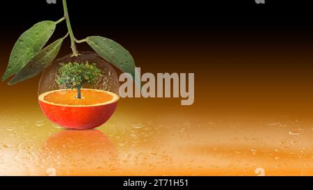 Citrus fruit with transparent part and orange tree inside on wet colour gradient background with water droplets Stock Photo