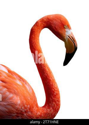 Flamingo portrait isolated on white background Stock Photo