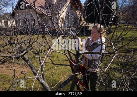 Aerial view of a woman pruning fruit trees in her garden from a ladder.  Springtime gardening jobs. Stock Photo
