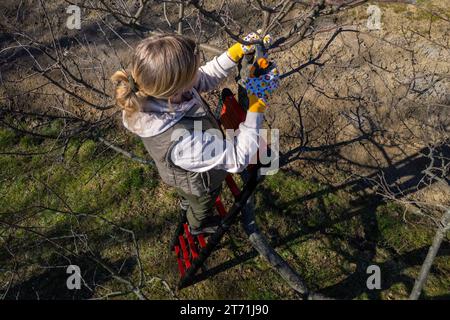 Aerial view of a woman pruning fruit trees in her garden from a ladder.  Springtime gardening jobs. Stock Photo