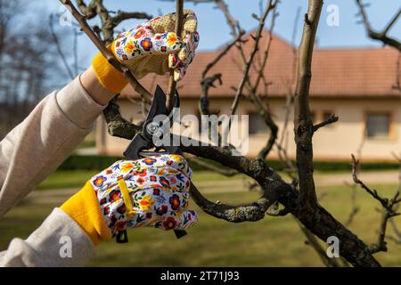 Unrecognizable woman pruning fruit trees. Hand with pruning shears detail. Springtime gardening jobs. Stock Photo