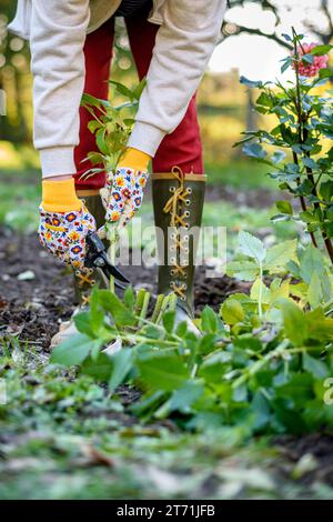 Woman using pruning shears to cut back dahlia plant foliage before digging up the tubers for winter storage. Autumn gardening jobs. Overwintering dahl Stock Photo