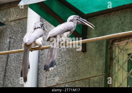 Indian gray hornbill (Ocyceros birostris) is a common hornbill found on the Indian subcontinent. It is mostly arboreal and is commonly sighted in pair Stock Photo