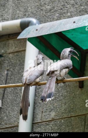 Indian gray hornbill (Ocyceros birostris) is a common hornbill found on the Indian subcontinent. It is mostly arboreal and is commonly sighted in pair Stock Photo