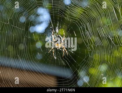 Kreuzspinne im Spinnennetz, Deutschland Stock Photo
