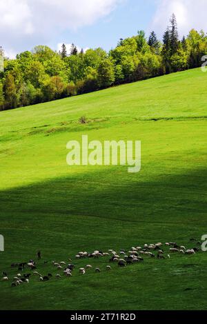 sheep and goats on the grassy slope in spring. forest on the top of a hill beneath a bright sky with clouds. green countryside scenery in dappled ligh Stock Photo