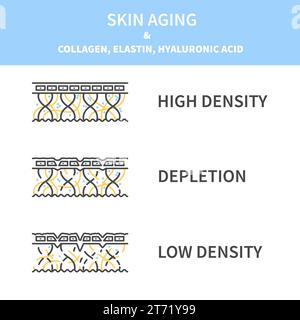Collagen levels in young and aging skin diagram Stock Vector