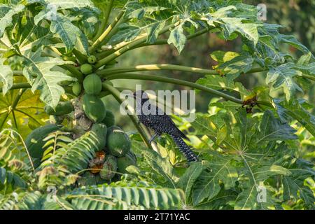 The Asian koel (Eudynamys scolopaceus), female, perched on a papaya tree and having a nibble. Stock Photo