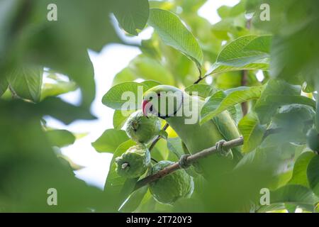 A rose-ringed parakeet munching on a guava. Stock Photo